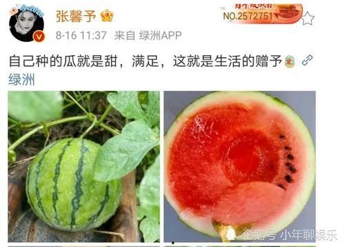 娱乐圈有什么瓜可以吃,揭秘明星幕后故事与精彩瞬间  第1张