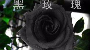 黑玫瑰在线观看,暗夜绽放的秘密  第1张 黑玫瑰在线观看,暗夜绽放的秘密  第1张